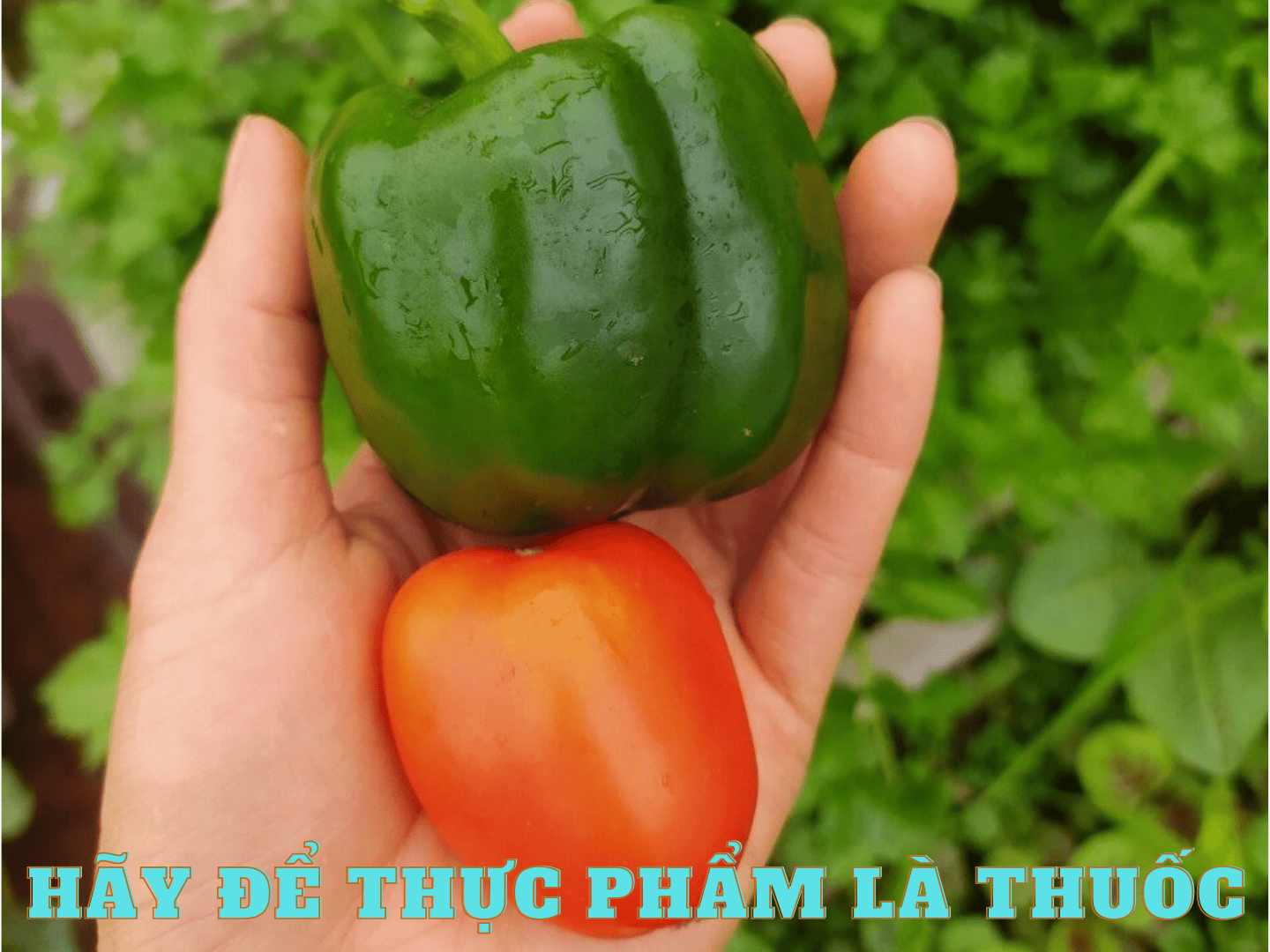 HÃy ĐỂ ThỰc PhẨm LÀ ThuỐc